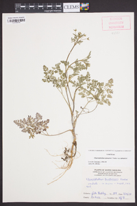 Chaerophyllum tainturieri var. tainturieri image