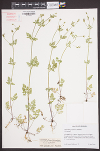 Chaerophyllum procumbens image