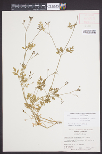 Chaerophyllum procumbens image