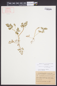 Chaerophyllum procumbens var. procumbens image