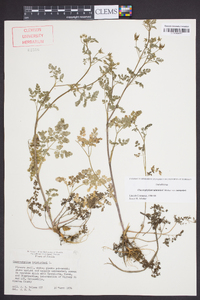 Chaerophyllum tainturieri var. tainturieri image