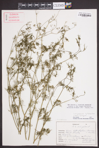 Cyclospermum leptophyllum image