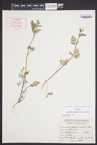 Chaerophyllum tainturieri var. tainturieri image