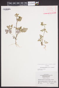 Chaerophyllum tainturieri var. tainturieri image