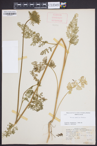 Daucus pusillus image