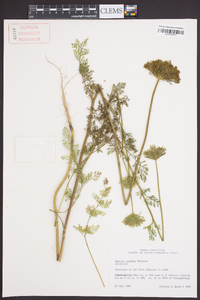 Daucus pusillus image