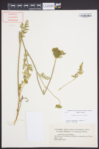 Daucus pusillus image