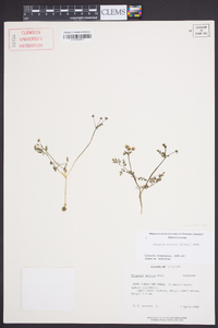 Erigenia bulbosa image