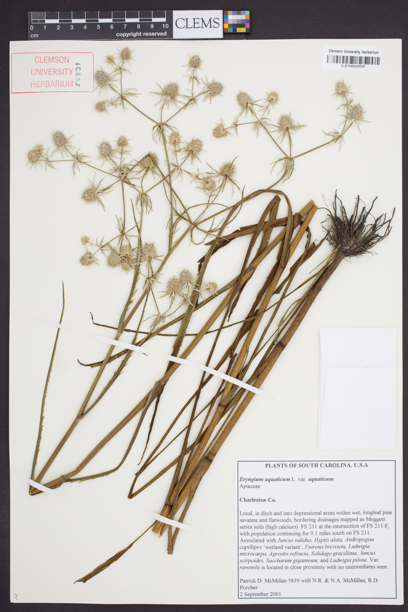 Eryngium aquaticum image