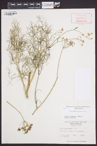 Foeniculum vulgare image