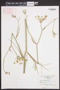 Foeniculum vulgare image