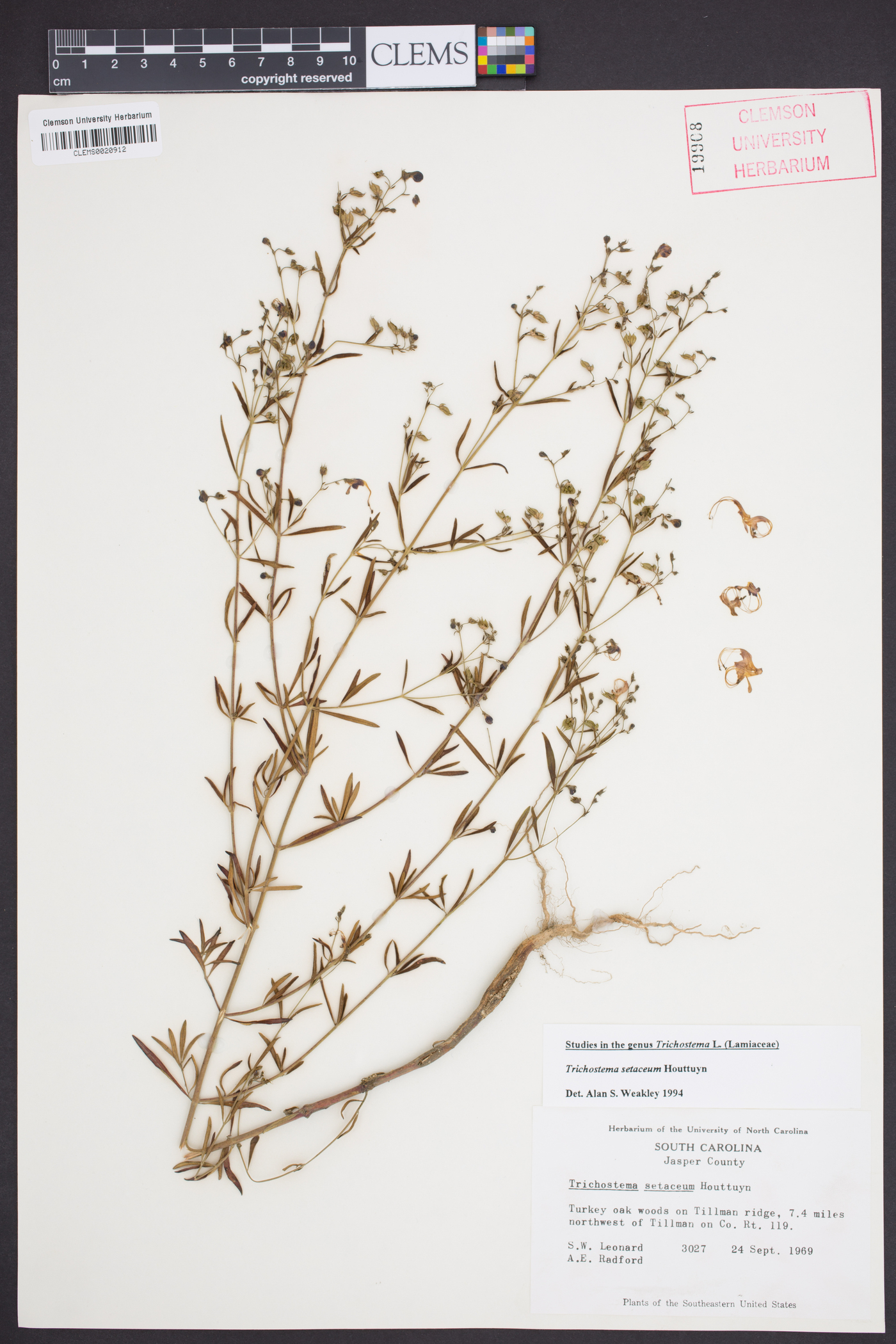 Trichostema setaceum image