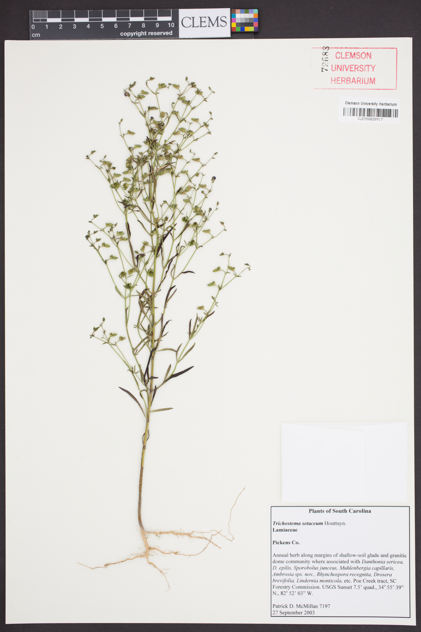 Trichostema setaceum image