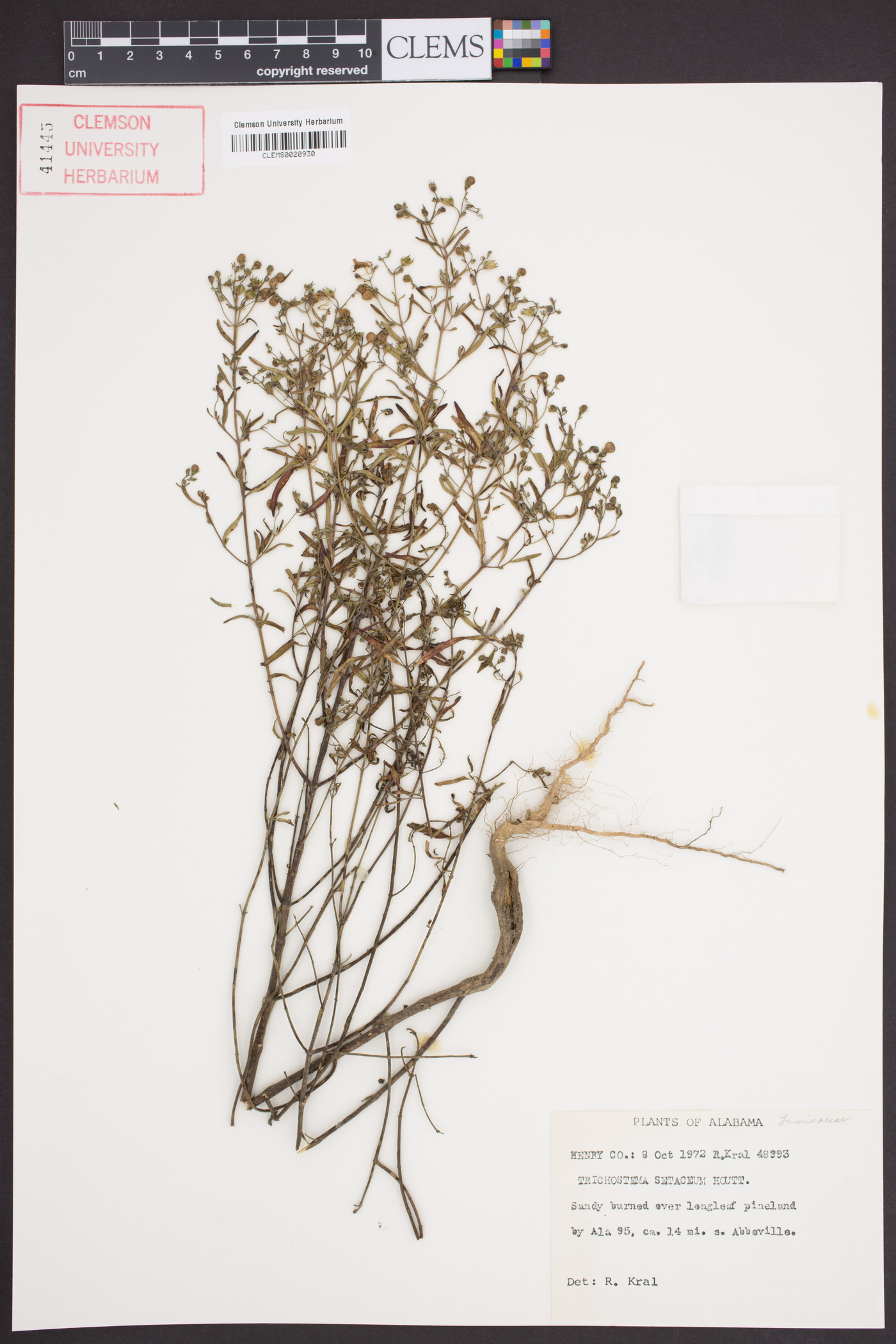 Trichostema setaceum image