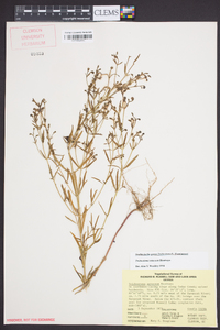 Trichostema setaceum image