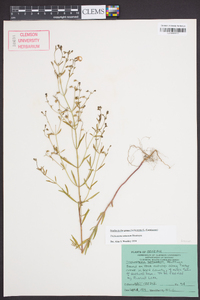 Trichostema setaceum image