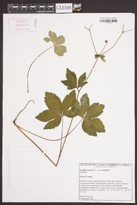 Sanicula canadensis var. canadensis image