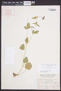 Thaspium trifoliatum var. trifoliatum image