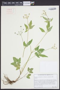 Thaspium trifoliatum var. aureum image