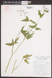 Thaspium trifoliatum image