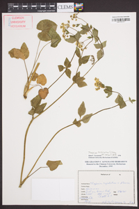 Thaspium trifoliatum var. aureum image