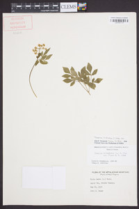 Thaspium trifoliatum image