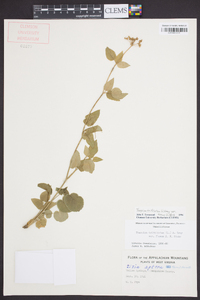 Thaspium trifoliatum var. aureum image