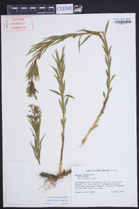 Amsonia ciliata image