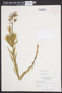 Amsonia ciliata image