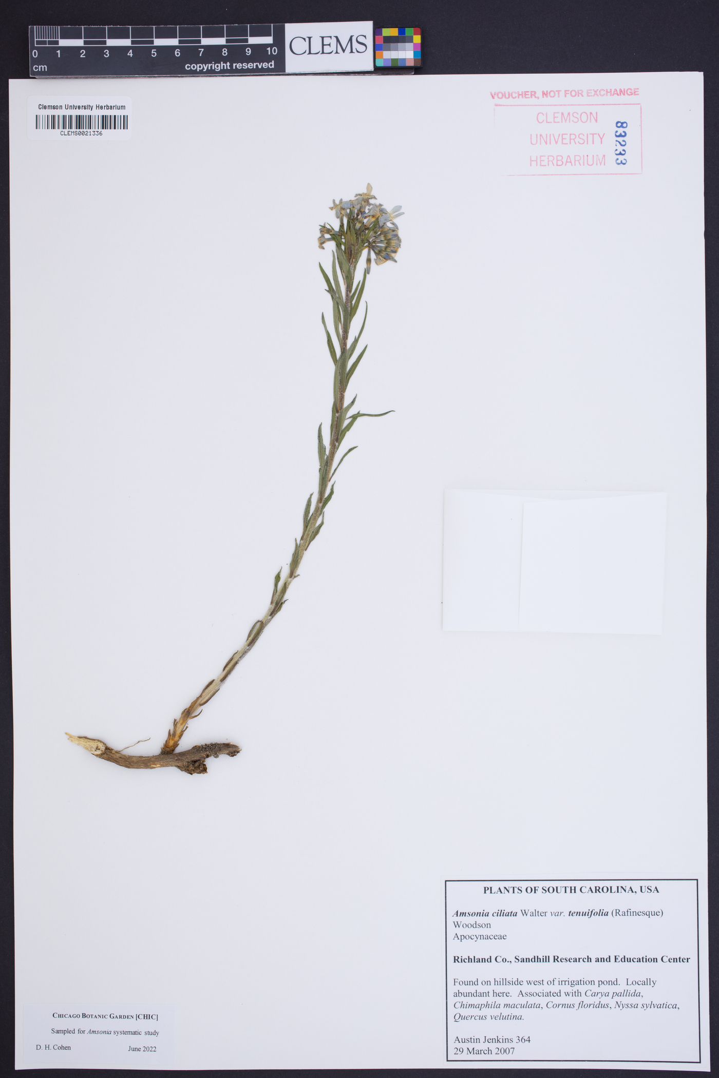 Amsonia ciliata var. tenuifolia image