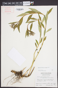 Amsonia tabernaemontana image