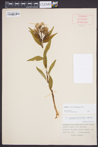 Amsonia tabernaemontana image