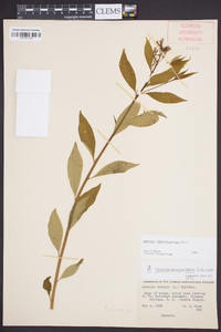 Amsonia tabernaemontana image