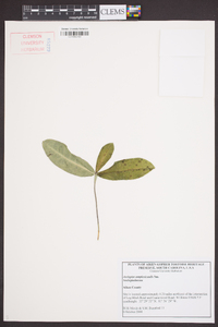 Asclepias amplexicaulis image