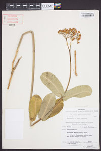 Asclepias amplexicaulis image