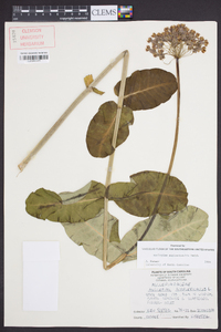 Asclepias amplexicaulis image