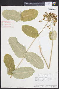 Asclepias amplexicaulis image