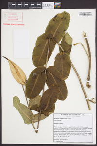 Asclepias amplexicaulis image