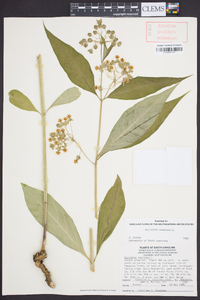 Asclepias exaltata image