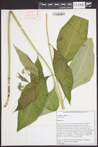 Asclepias exaltata image