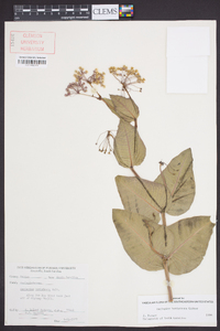 Asclepias humistrata image