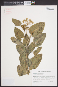 Asclepias humistrata image