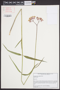 Asclepias lanceolata image