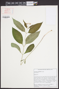 Asclepias quadrifolia image