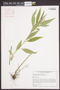 Asclepias perennis image