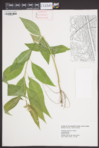 Asclepias perennis image