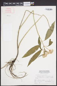 Asclepias perennis image