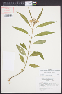 Asclepias perennis image