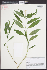 Asclepias perennis image