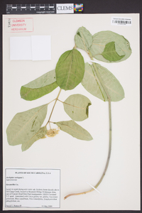 Asclepias variegata image